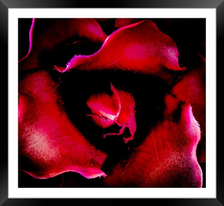  Blood Rose Framed Mounted Print by David Martin