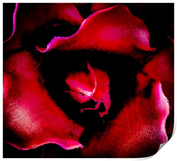  Blood Rose Print by David Martin