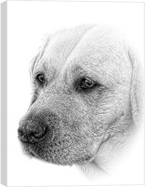 award winning Lab image in pencil by JCstudios 201 Canvas Print by JC studios LRPS ARPS