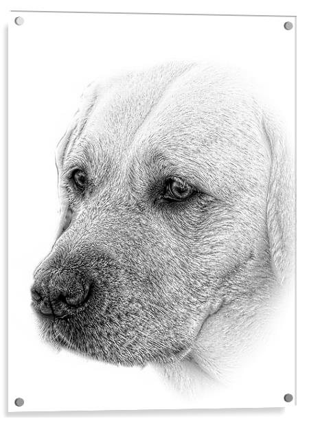 award winning Lab image in pencil by JCstudios 201 Acrylic by JC studios LRPS ARPS