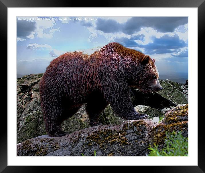 Kodiak Bear (Grizzly)  Framed Mounted Print by paul willats