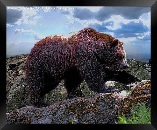 Kodiak Bear (Grizzly)  Framed Print by paul willats