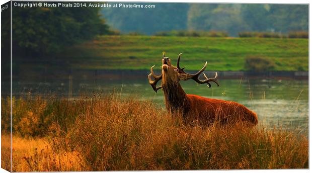  ' Royal Stag ' Canvas Print by Dave Burden
