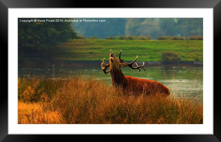  ' Royal Stag ' Framed Mounted Print by Dave Burden