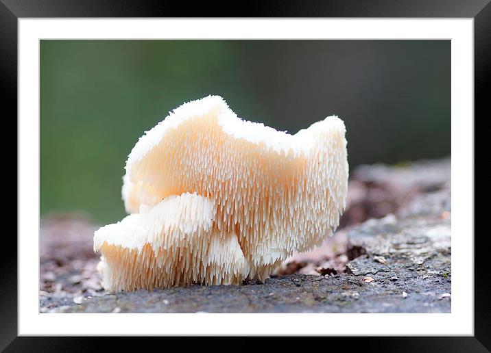  Tiered fungi by JCstudios Framed Mounted Print by JC studios LRPS ARPS