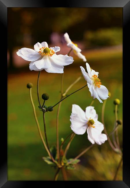  White flowers!! Framed Print by Nadeesha Jayamanne