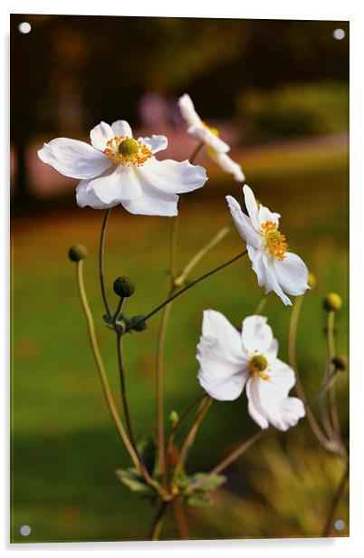  White flowers!! Acrylic by Nadeesha Jayamanne