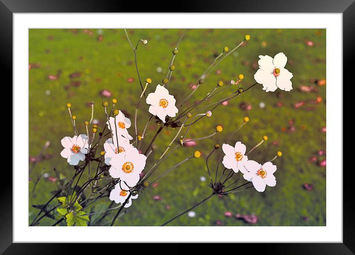 White flowers II Framed Mounted Print by Nadeesha Jayamanne