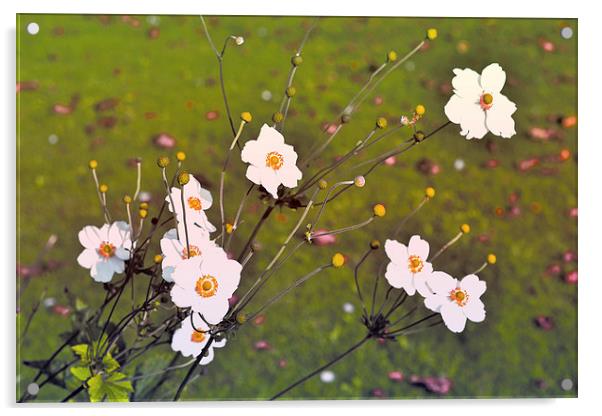 White flowers II Acrylic by Nadeesha Jayamanne