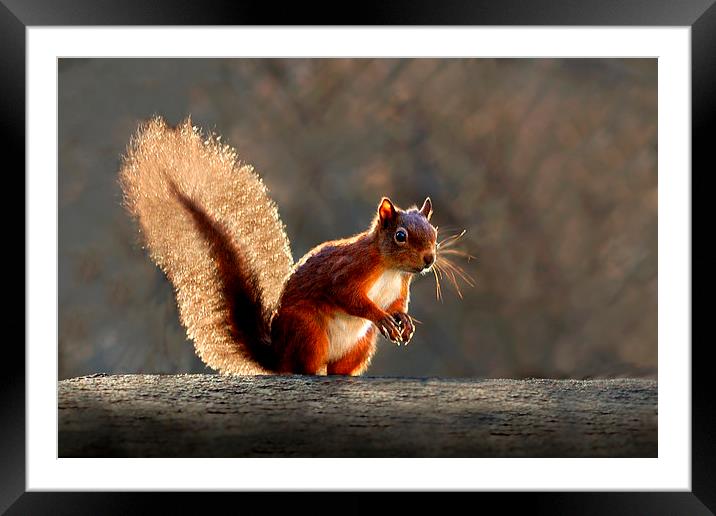  Red squirrel Framed Mounted Print by Macrae Images