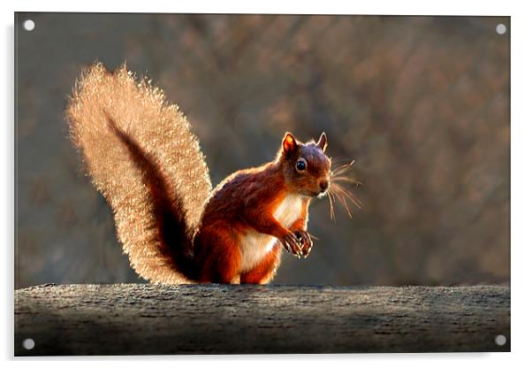  Red squirrel Acrylic by Macrae Images