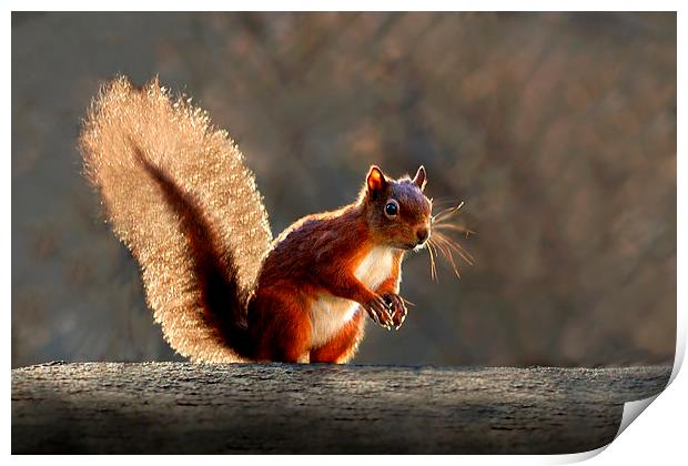  Red squirrel Print by Macrae Images