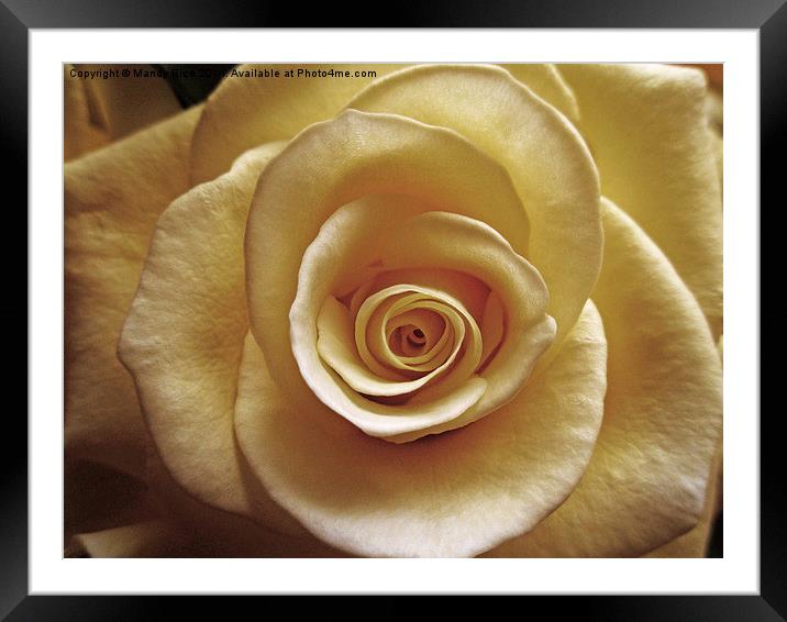  Cream rose old style Framed Mounted Print by Mandy Rice