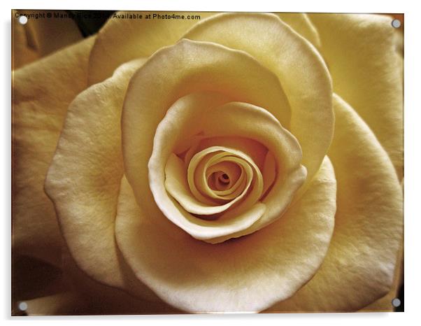  Cream rose old style Acrylic by Mandy Rice