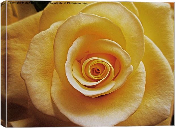  Cream coloured rose Canvas Print by Mandy Rice