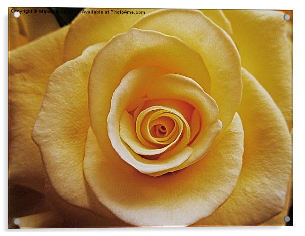  Cream coloured rose Acrylic by Mandy Rice