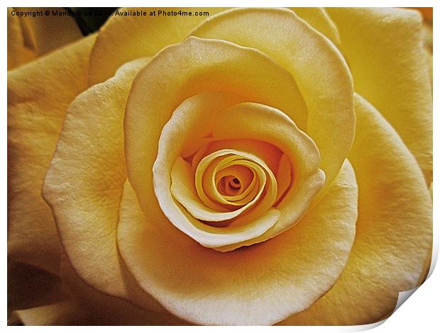  Cream coloured rose Print by Mandy Rice