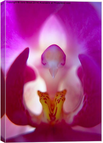 Beauty Inside the Orchid Canvas Print by Jane Braat