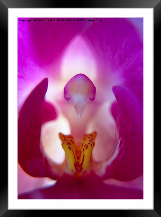 Beauty Inside the Orchid Framed Mounted Print by Jane Braat