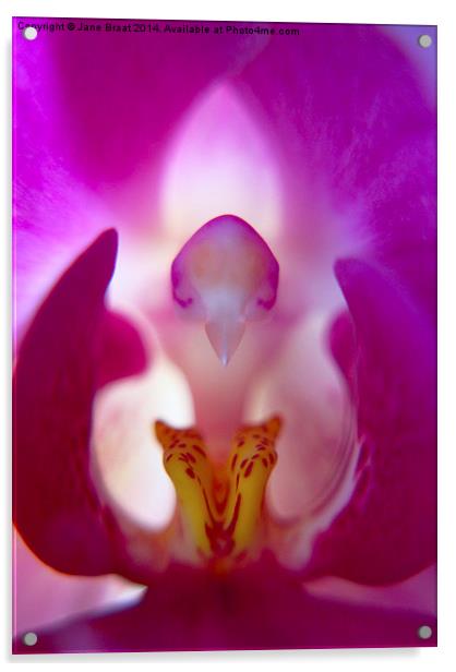 Beauty Inside the Orchid Acrylic by Jane Braat