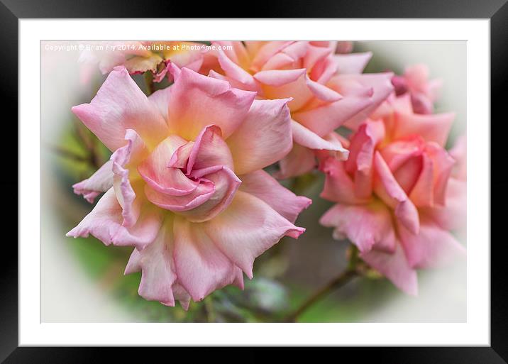  Pretty Pink Rose Framed Mounted Print by Brian Fry