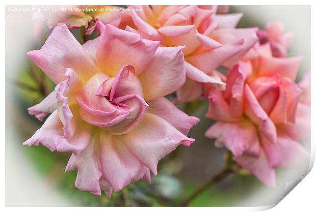  Pretty Pink Rose Print by Brian Fry