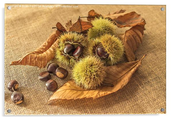  Sweet Chestnut seed pods Acrylic by Brian Fry
