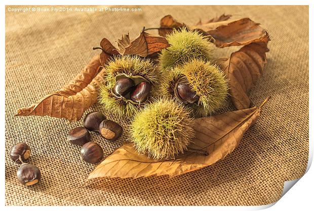  Sweet Chestnut seed pods Print by Brian Fry