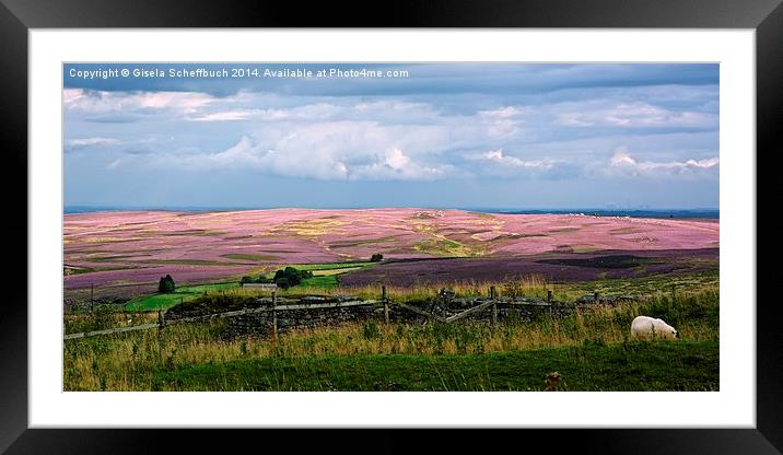  Moorland in Full Bloom Framed Mounted Print by Gisela Scheffbuch