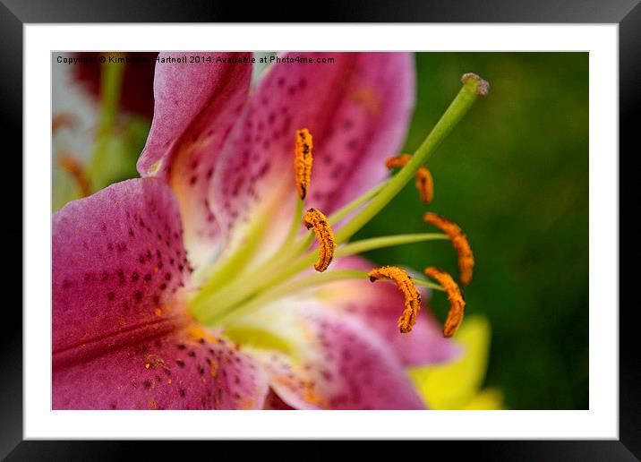  Colourful Blooms Framed Mounted Print by Kimberley Hartnoll