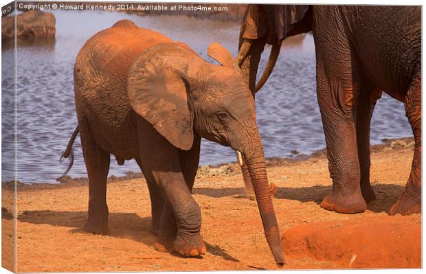  Baby Elephant by a waterhole Canvas Print by Howard Kennedy