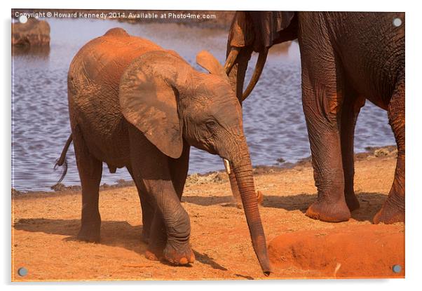 Baby Elephant by a waterhole Acrylic by Howard Kennedy