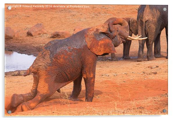 Elephant Yoga Acrylic by Howard Kennedy