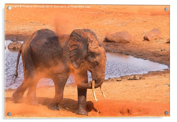 Elephant dust bathing Acrylic by Howard Kennedy