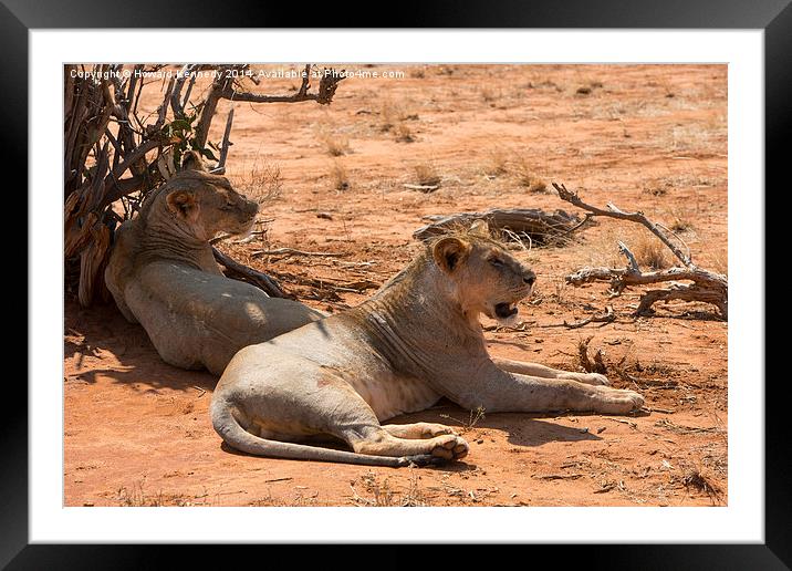 Lions in shade Framed Mounted Print by Howard Kennedy