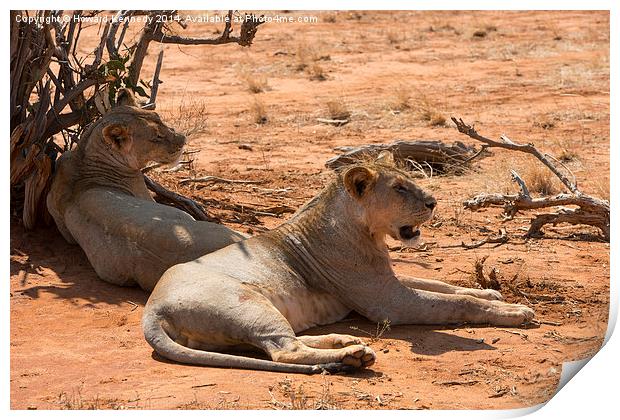 Lions in shade Print by Howard Kennedy