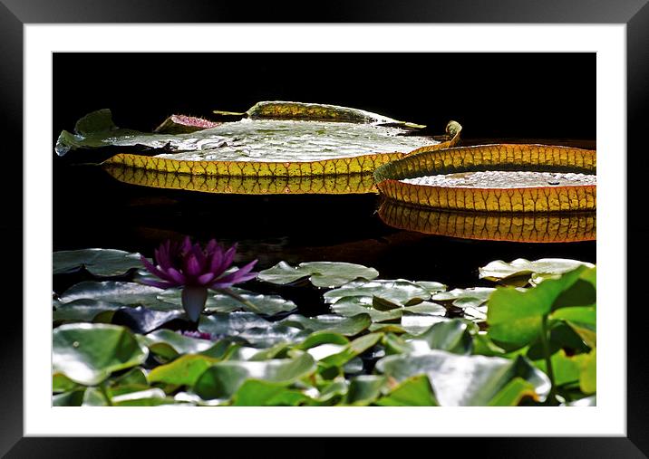  2 Giant Lily Pads Framed Mounted Print by Jean Booth