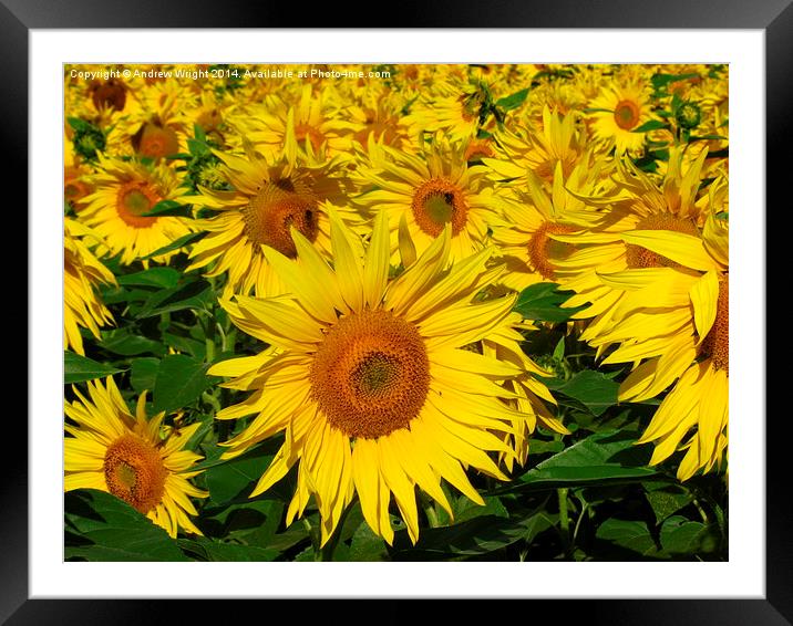  Sunflower Infinity Framed Mounted Print by Andrew Wright