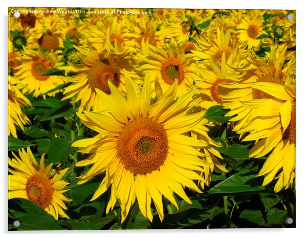  Sunflower Infinity Acrylic by Andrew Wright