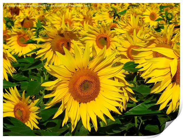  Sunflower Infinity Print by Andrew Wright