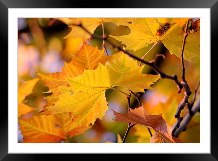  Autumn Leaves Framed Mounted Print by Rosie Spooner