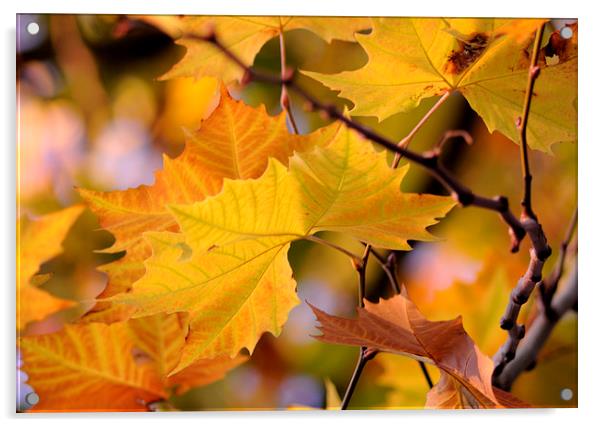  Autumn Leaves Acrylic by Rosie Spooner