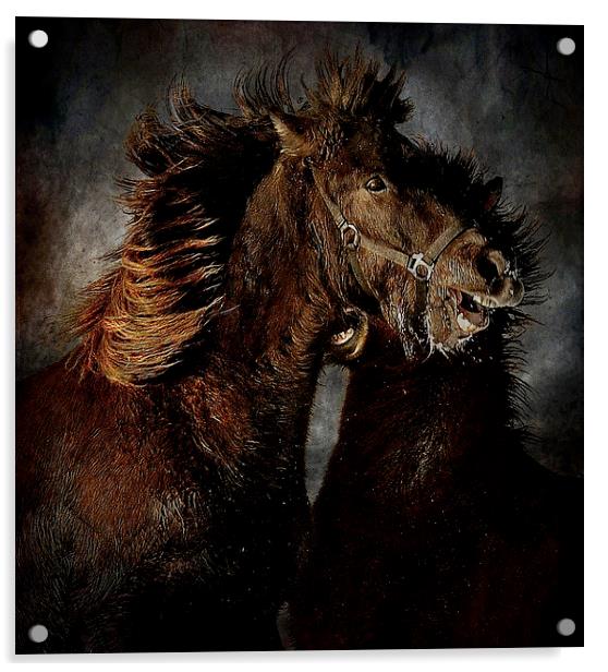  Fighting horses Acrylic by Alan Mattison