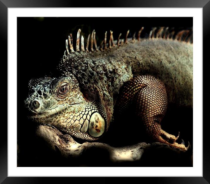  Out of the dark Framed Mounted Print by Alan Mattison