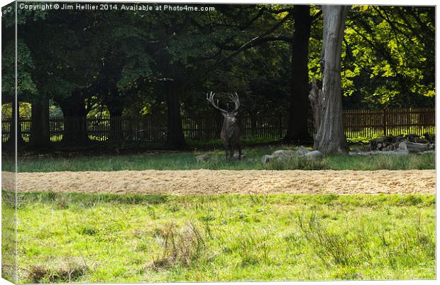 Stag in Windsor Great park Canvas Print by Jim Hellier