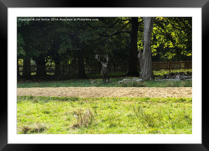 Stag in Windsor Great park Framed Mounted Print by Jim Hellier