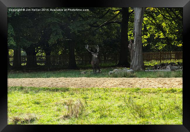Stag in Windsor Great park Framed Print by Jim Hellier