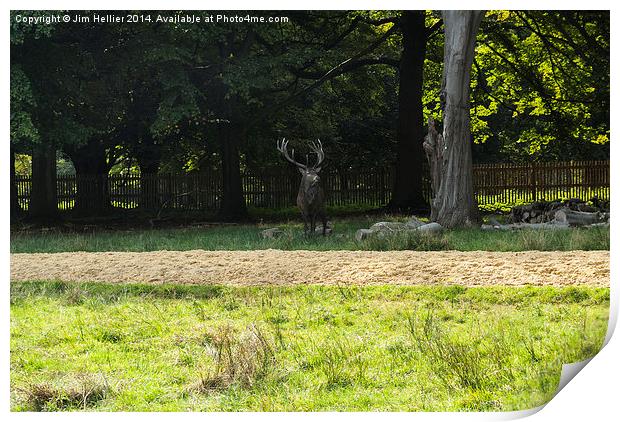 Stag in Windsor Great park Print by Jim Hellier