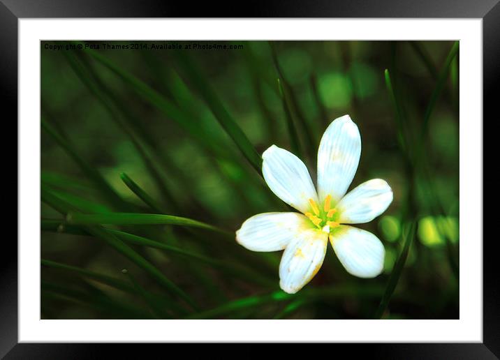 White Blue-Eyed Grass Flower Framed Mounted Print by Peta Thames