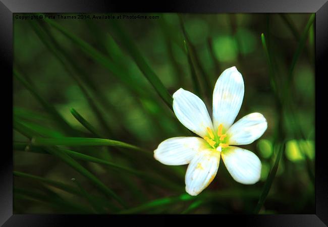 White Blue-Eyed Grass Flower Framed Print by Peta Thames